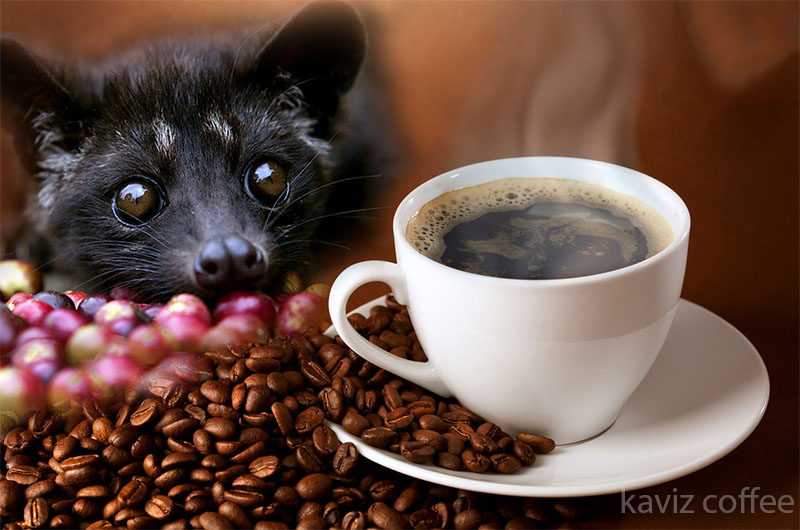 گربه سیوت و یک فنجان قهوه کاپی لواک و دانه های قهوه