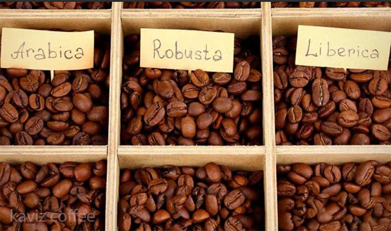 دانه های قهوه لیبریکا و ربوستا و عربیکا
