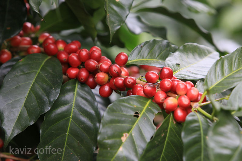 گیلاس قهوه لیبریکا