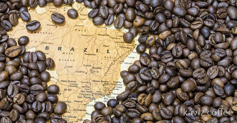 طعم دانه های قهوه در برزیل