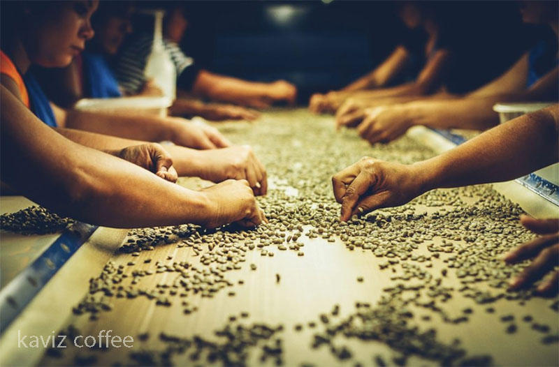 جدا کردن دانه های قهوه معیوب برای پریدینگ قهوه