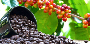 میوه قهوه و دانه های قهوه برای مصون ماندن از آفات و حشرات
